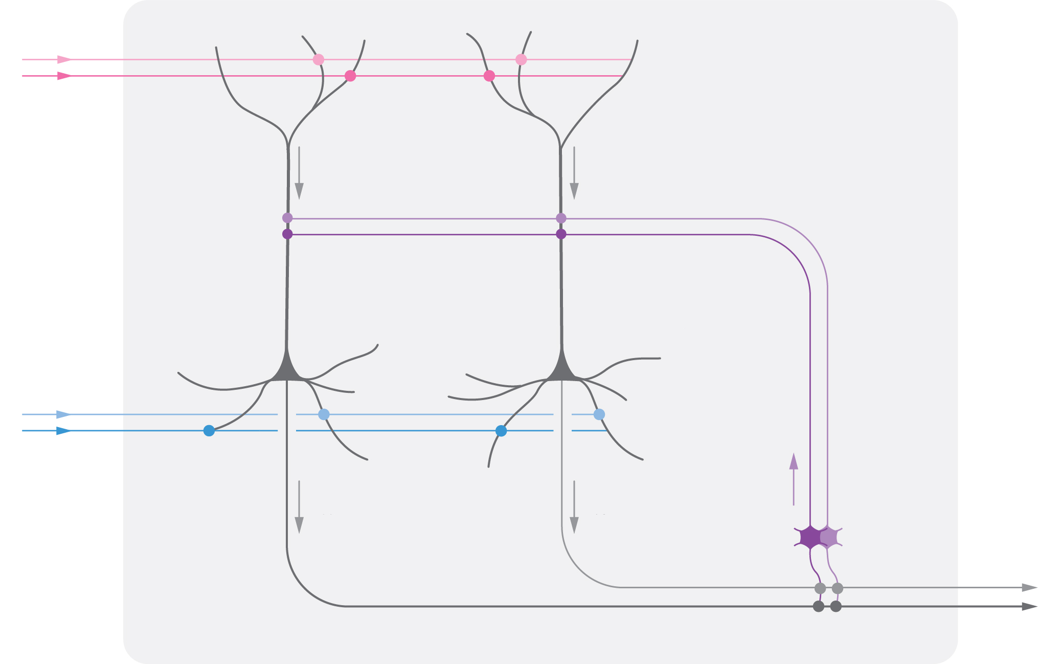 cortical microcircuit